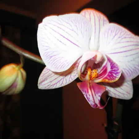 بيت ضيافة Residencia Machado 3*