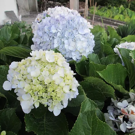 Residencia Machado בית הארחה