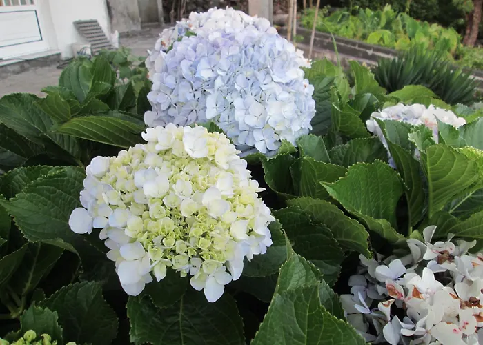 Residencia Machado Гостевой дом